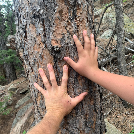 Week 2 June 9th-13th