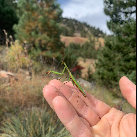 Week 3 June 16th-20th